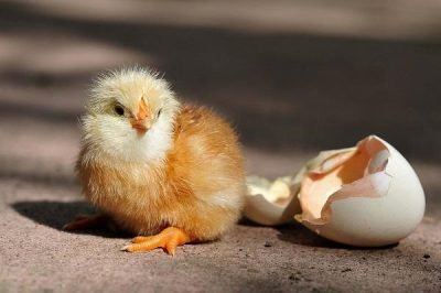 Bảng trọng lượng gà thịt theo ngày, hướng dẫn tính tăng trọng