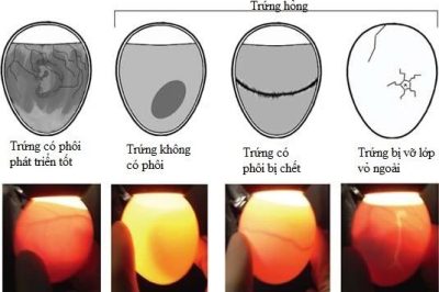 Hiện tượng trứng gà không có trống, nguyên nhân và cách khắc phục.