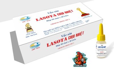 Vacxin Lasota cho gà phòng bệnh gì? Cách nhỏ vắc xin Lasota