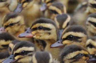 Hướng dẫn cách nuôi vịt con mới nở mau lớn, chất lượng