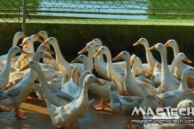 Vịt siêu trứng nuôi bao lâu thì đẻ, mấy tháng đẻ