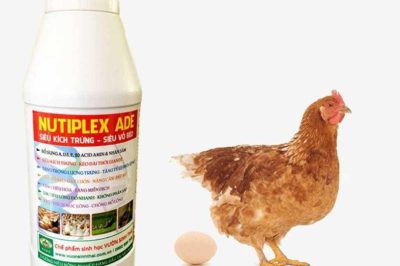 Những Vitamin Tổng Hợp Cho Gà Để Bổ Sung Chất Đầy Đủ