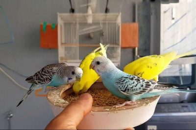 Chim Yến Phụng: Đặc điểm, cách nuôi – ăn gì, giá bao nhiêu, mua ở đâu?