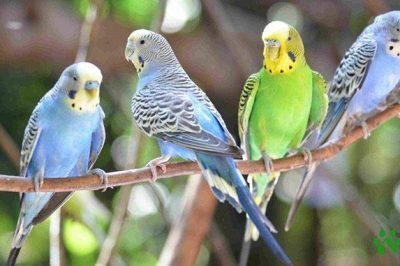 Thông Tin Về Vẹt Yến Phụng: Đặc Điểm, Kinh Nghiệm Nuôi, Giá Bán