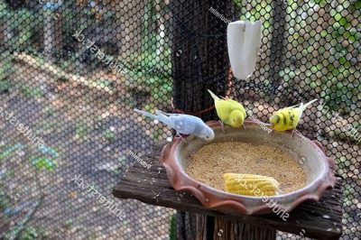 Vẹt Yến phụng ăn gì và ăn bao nhiêu là đủ trong một ngày