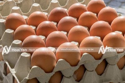 Vỉ giấy đựng trứng loại 30 quả, giao hàng tận nơi