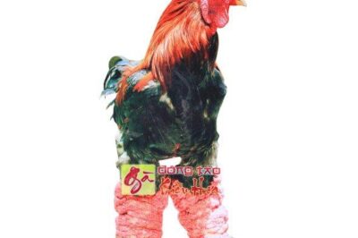 Gà đông tảo giống chân khủng
