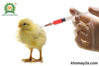 Bảng giá vacxin cho gà – Các loại vacxin và lịch tiêm phòng cho gà