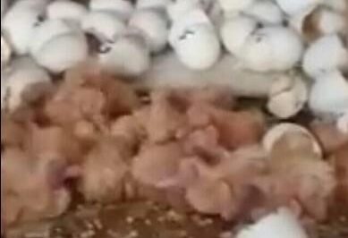 Hướng Dẫn Ấp Trứng Chim Bồ Câu Đầy Đủ