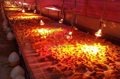 Các loại bóng úm gà tiết kiệm điện năng tốt nhất