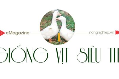Những giống thủy cầm tốt nhất đều đã có mặt ở Việt Nam