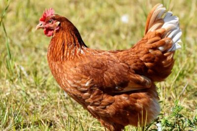 7 giống gà quý hiếm tại Việt Nam