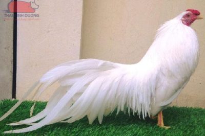 TOP 6 Giống Gà Tre Tốt Nhất Tại Việt Nam