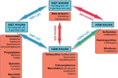 Đôi điều về phối hợp kháng sinh trong Thú y