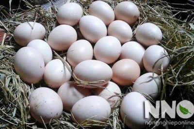 4 Cách ấp trứng gà thủ công không cần máy ấp trứng