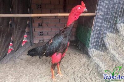 Cách chọn gà chọi đá hay