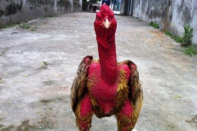 Phương pháp làm gà chọi đỏ da, dày và săn chắc