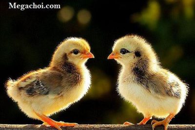 Cách Phân Biệt Trống, Mái Khi Gà Mới Nở