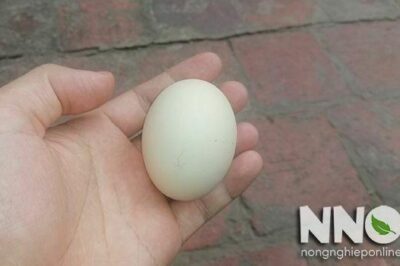 Cách nhận biết trứng gà có trống và cách soi trứng gà có trống