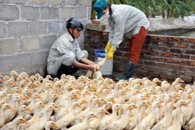 Những loại thuốc cho vịt con để phòng bệnh tật 