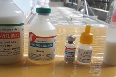 Hướng dẫn cách tiêm vacxin cho gà