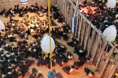 Mô hình nuôi VỊT XIÊM ngàn con hiệu quả