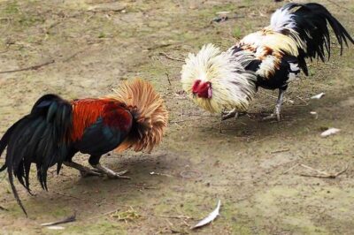 Bật mí các cách chọn gà tre đá hay đơn giản cho người mới