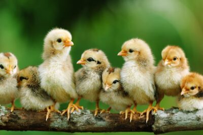 Cám Gà Con Loại Nào Tốt? 10 Thương Hiệu Cám Gà Con Tốt Nhất