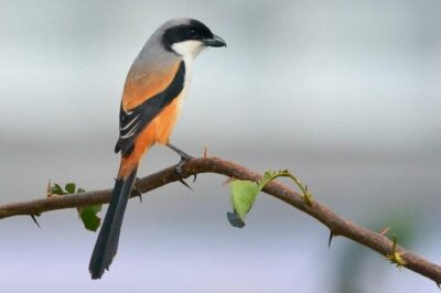 Chim Bách Thanh (Chàng Làng): Đặc điểm, Cách nuôi – Ăn gì, Giá