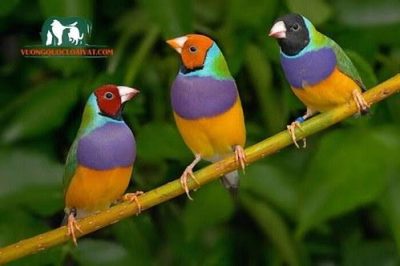 Chim Yến Phụng có biết nói không? Ăn gì? Giá bao nhiêu tiền