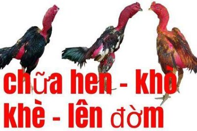 Bật Mí Cách Chữa Hen, Khò Khè Cho Gà Chọi Khỏi 100%