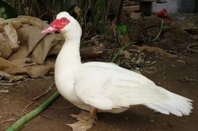 Con ngan là con gì có những đặc điểm nào nấu món gì ngon