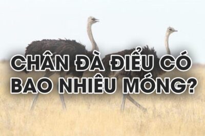 Chân đà điểu có bao nhiêu móng?