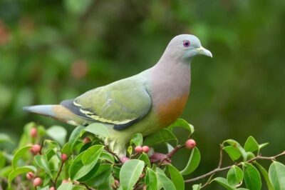 Chim Bồ Câu: Đặc điểm, Cách nuôi – Ăn gì, Giá bán