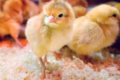 Đặc điểm ngoại hình và khả năng sinh sản, cho thịt của giống gà ri