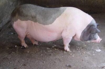 Dấu hiệu nhận biết lợn nái có thai và cách chăm sóc
