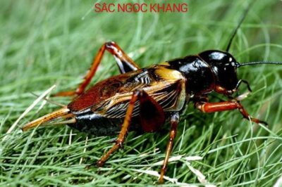 Dế Mèn ăn gì? Hướng dẫn nuôi dế Mèn cho người mới bắt đầu