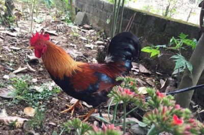 ĐẢNG CỘNG SẢN VIỆT NAM