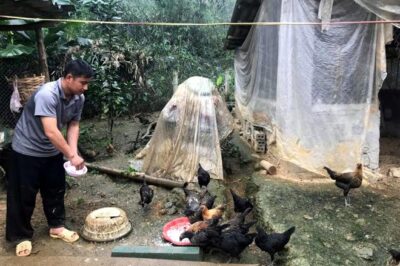 Kỳ lạ: Nuôi loài gà đen xì, chân này 4 ngón, chân kia lại có 5 ngón