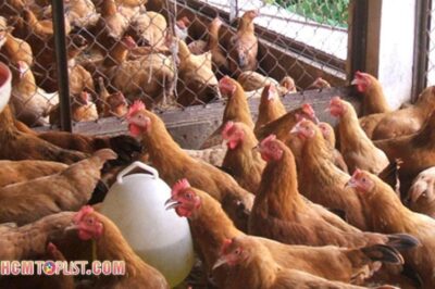 Top 10+ địa chỉ trại gà giống ở TPHCM chất lượng