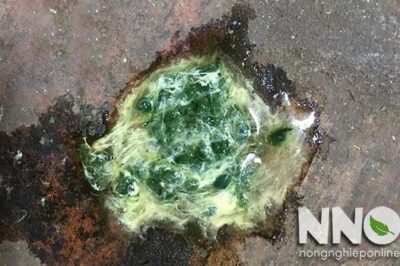 Bệnh phân xanh phân trắng ở gà, nguyên nhân và cách chữa