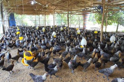 Giá gà H’mông giống. Trang trại mua bán gà H’mông giống uy tín