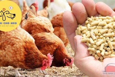 “Giải Đáp” Gà Mái Đẻ Ăn Gì Thì Để Siêu Trứng?