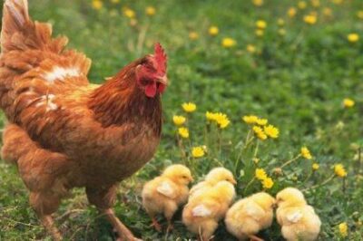TIẾNG GÀ MÁI GÁY ĐIỀM BÁO ĐIỀU GÌ ???