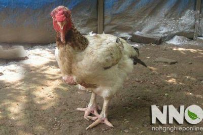 Gà mái ghẹ là gì? Phân biệt gà mái ghẹ và gà mái tơ