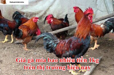 Giá Gà Mía con và Thương Phẩm bao nhiêu tiền 1kg 2023?
