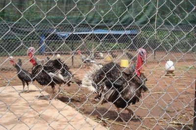 Giá gà tây giống, gà tây thịt. Trang trại bán gà tây giống ở Hà Nội, TPHCM
