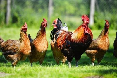 Sơ đồ giao phối và mô tả quá trình gà trống thụ tinh với gà mái