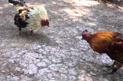 TOP Những Giống Gà Tre Tốt Nhất Tại Việt Nam Mà Các Sư Kê Không Nên Bỏ Qua