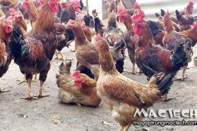 Gà trống có đẻ trứng được không? Tại sao?